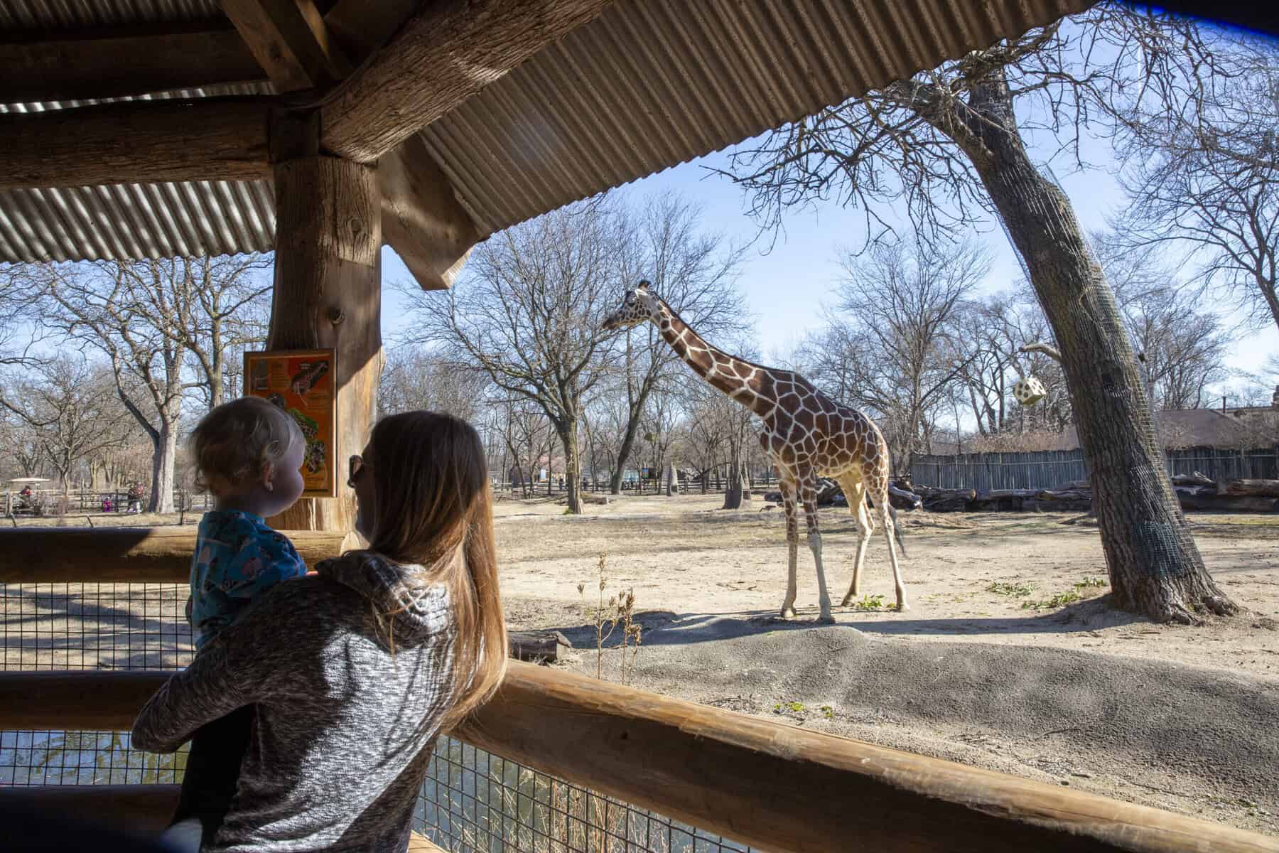 Guests Watching Giraffes 0A5A8447 scaled